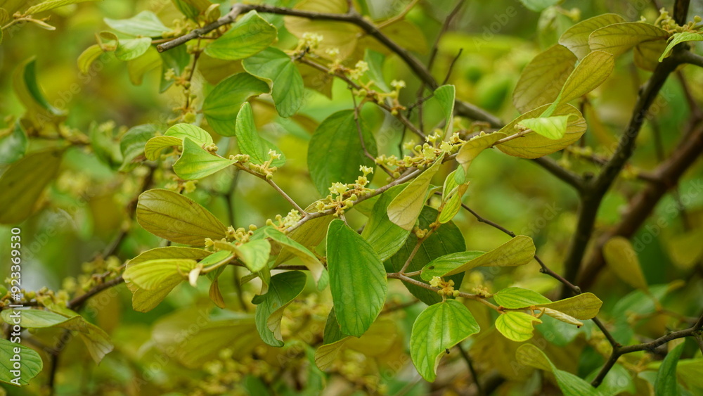 Close-up of Ziziphus mauritiana in bloom Close-up of Ziziphus mauritiana in bloom