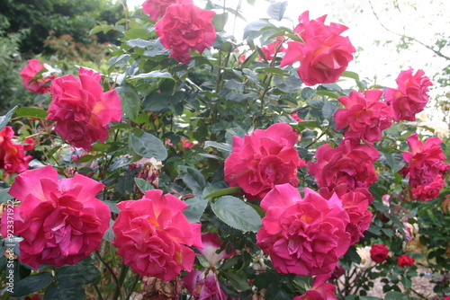 rose flowers in nature