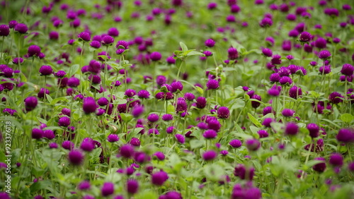 Gomphrena globosa flowers bloom in the field photo