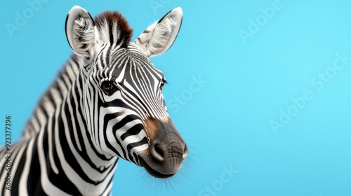 This is a close-up portrait of a zebra with sharp and distinctive black and white stripes against a plain blue background, highlighting its curious expression and detailed features.