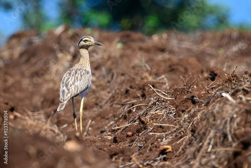 Double-striped Thick-knee (Burhinus bistriatus) standing on plowed farmland, Costa Rica photo