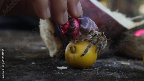 Hermit crab (Coenobita brevimanus) in colorful shell with blurred background. photo