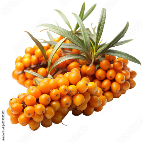 Branch of sea buckthorn berries with leaves isolated on white background. Ai generated