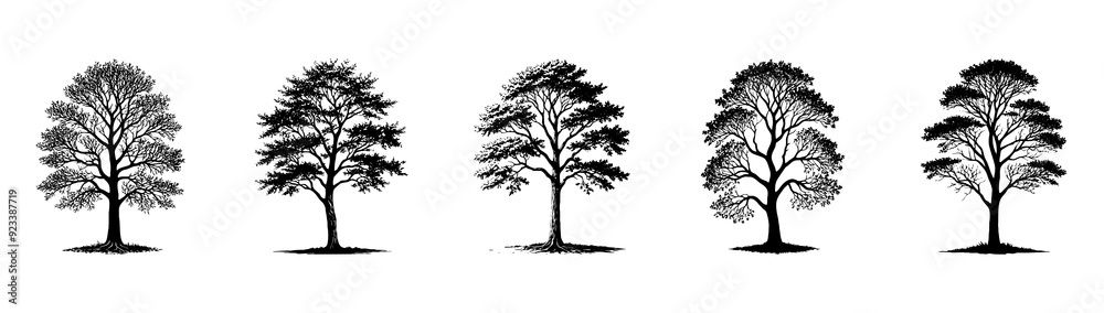 Obraz premium Tree . Black and white botanical illustration. Logo design for use in graphics.