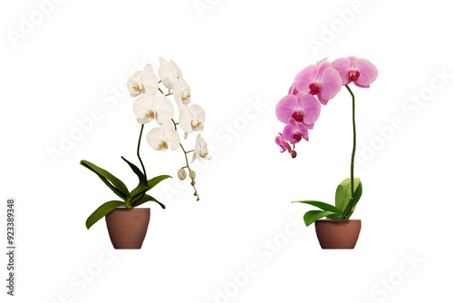Photo of beautiful purple and white phalaenopsis orchid growing in a pot isolated on transparent background png file.