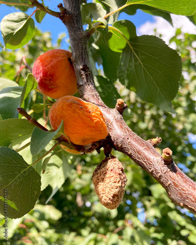 Rotten apricots, affected by disease, in their natural environment in a summer garden, real close-up photo. photo