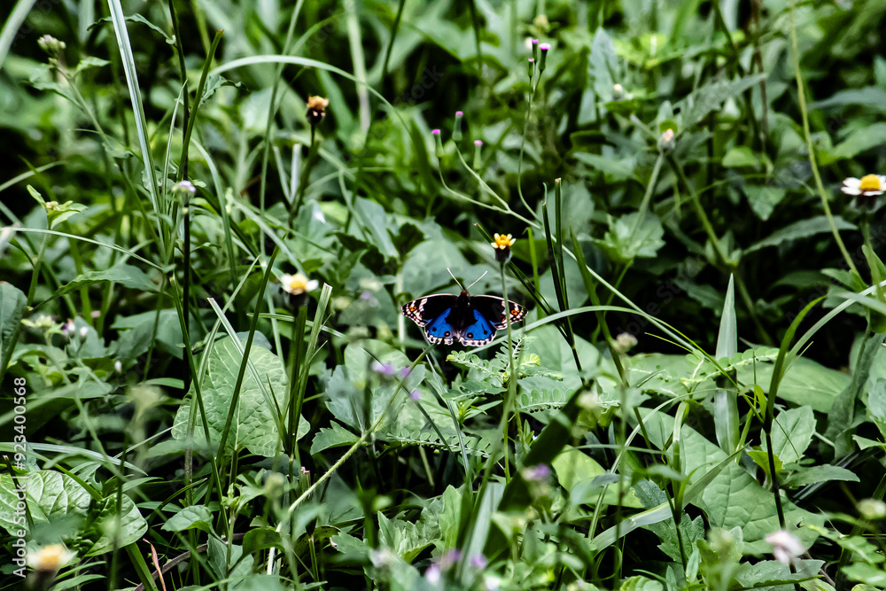 Butterfly close-up in spring garden Butterfly close-up in spring garden