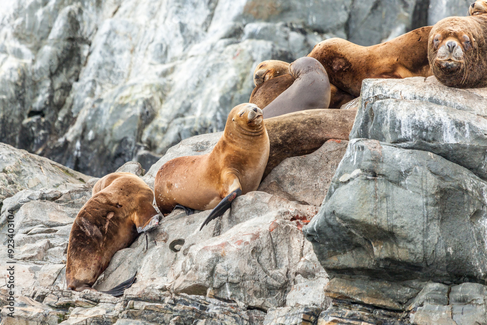 Fototapeta premium Unspoilt, wild nature in Patagonia in the Beagle Channel.