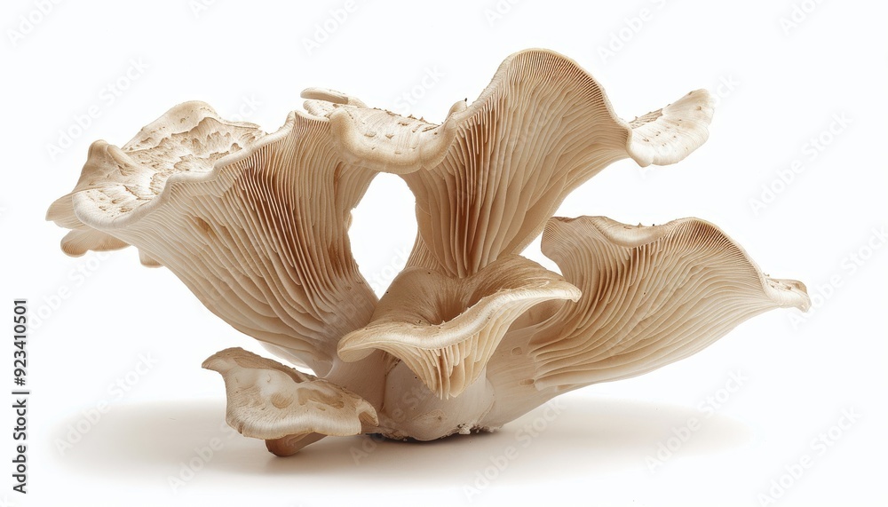 Fototapeta premium a beautiful Mushroom on a white background