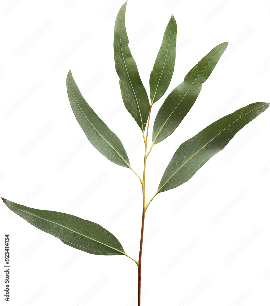 A close-up of a sprig of eucalyptus leaves, showcasing their vibrant green hues and intricate venation. A close-up of a sprig of eucalyptus leaves, showcasing their vibrant green hues and intricate venation.