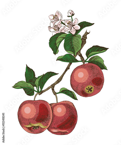 Apple tree branch with ripe fruits and flowers