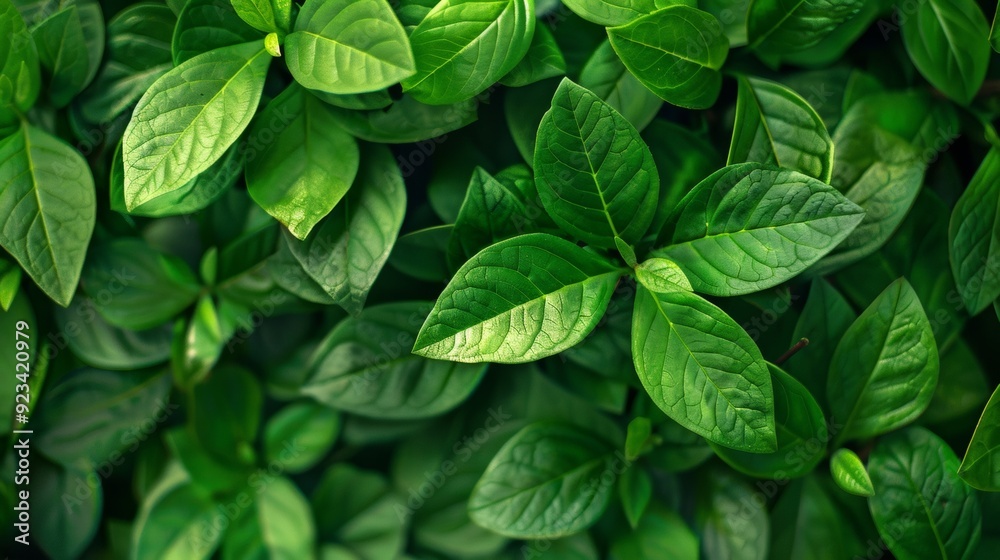 Lush green leaves forming a natural background Lush green leaves forming a natural background