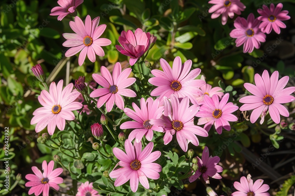 Pink Daisies in a Blooming Summer Garden Pink Daisies in a Blooming Summer Garden