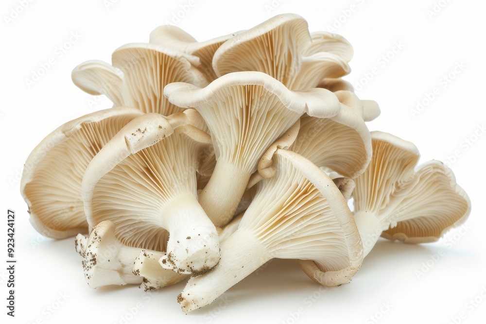 Oyster mushrooms on white background Oyster mushrooms on white background