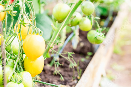 Vibrantly Colored Tomatoes Thriving in a WellTended Garden Full of Life and Growth photo