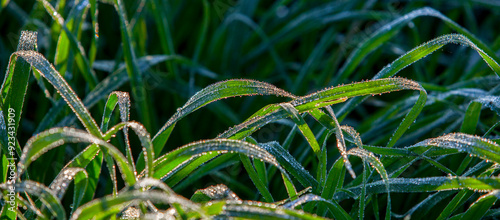 Green grass blades covered with dew drops a winter moning photo