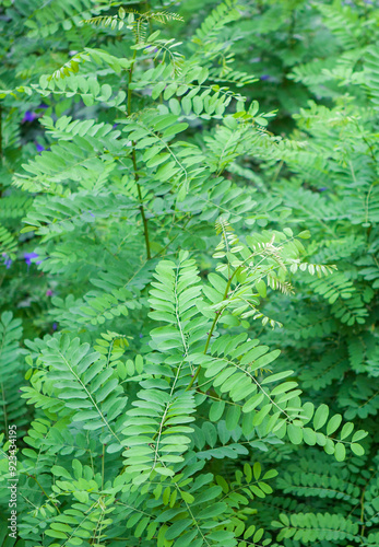 Foto Robinia pseudoacacia or black locus