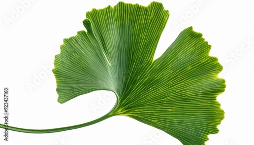 Ginkgo biloba leaf with distinct fan shape against a white background