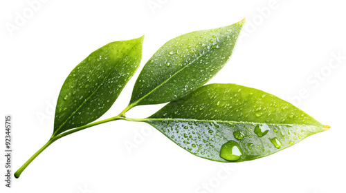 fresh green leaf with water droplets isolated on white or transparent png
