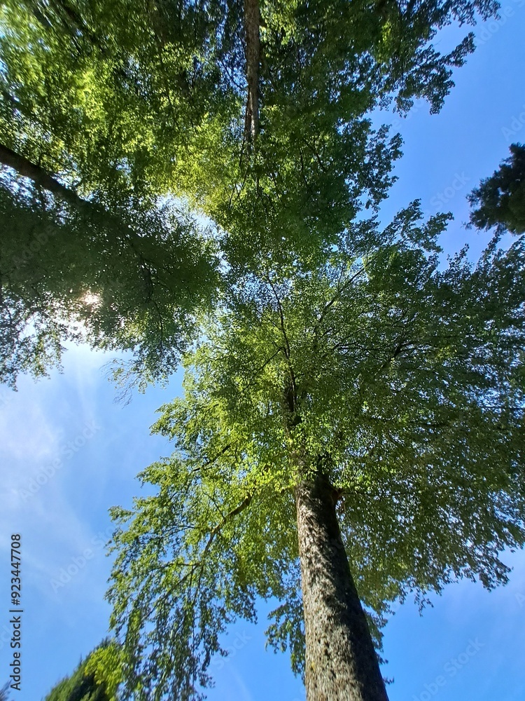 Fototapeta premium trees in the forest