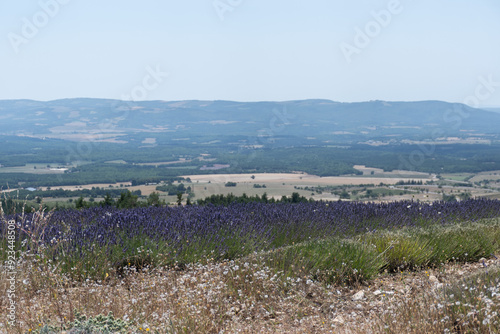 Mont ventoux with a Lavender field in front of it. France, Sault, Summer 2024.