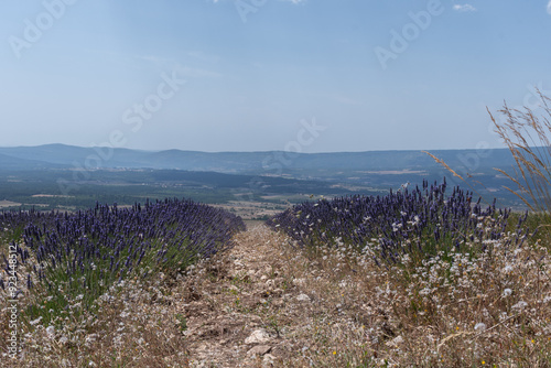 Mont ventoux with a Lavender field in front of it. France, Sault, Summer 2024.