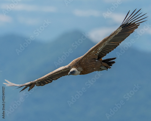 Griffon Vulture (Gyps fulvus) flying, National park vercours, France