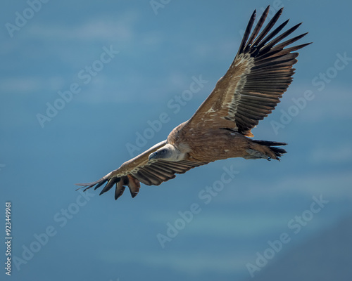 Griffon Vulture (Gyps fulvus) flying, National park vercours, France