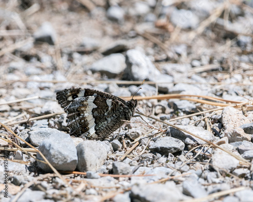 a great banded grayling on the ground looking for minerals photo