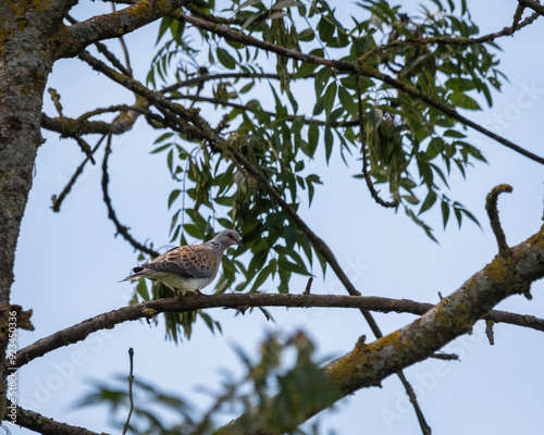 Turtle dove, Streptopelia turtur, close up on a branch in France