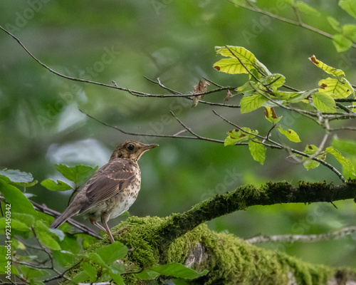 a song thrush sitting on a branch in Luxembourg