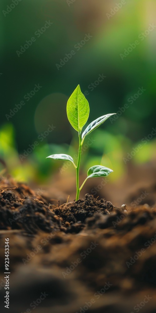 A single young green plant sprouting in fertile soil captures the essence of new beginnings, growth, and the cycle of life, set against a blurred natural background.