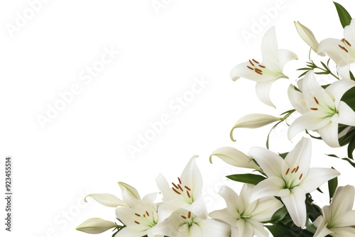 PNG Elegant white lily floral background