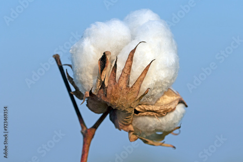 A cotton boll cracked open to reveal its white fluffy fibers photo