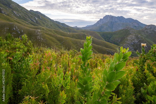 Outeniqua Mountains and fynbos, floral kingdom in South Africa.
 photo