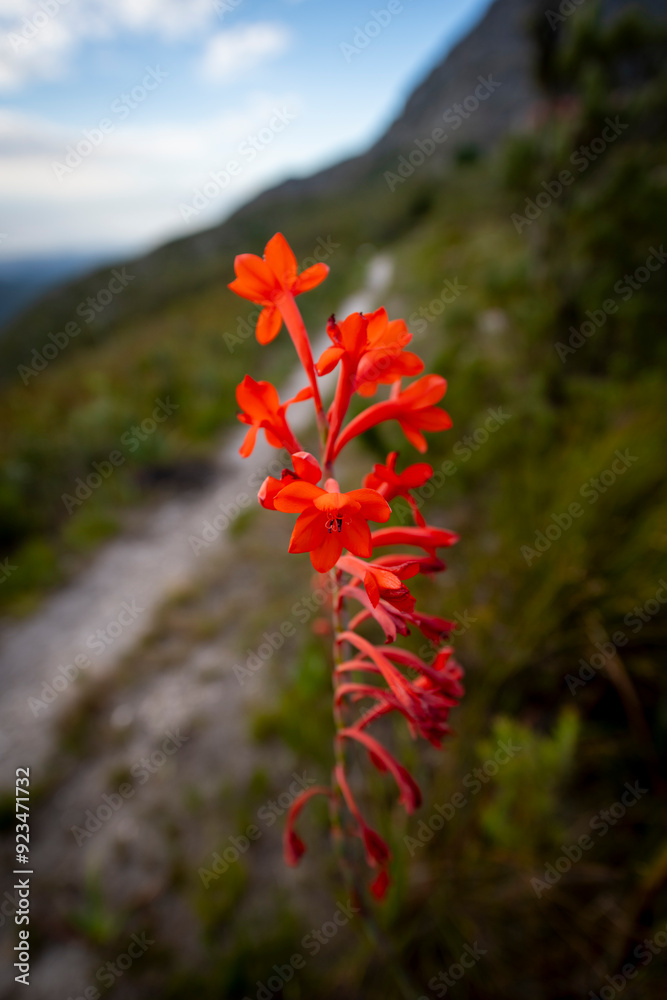 Outeniqua Mountains and fynbos, floral kingdom in South Africa.
Outeniqua Mountains and fynbos, floral kingdom in South Africa.