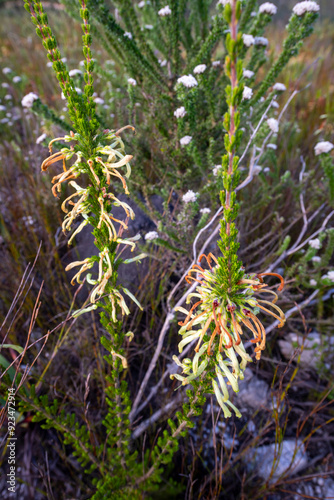 Outeniqua Mountains and fynbos, floral kingdom in South Africa.
 photo