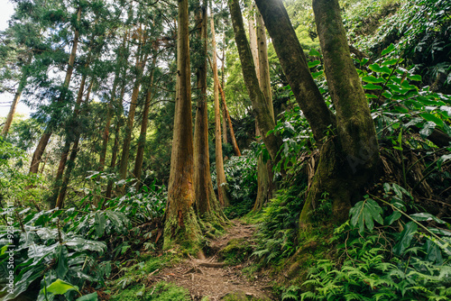 Eucalyptus trees trail - sutro forest madeira portugal photo