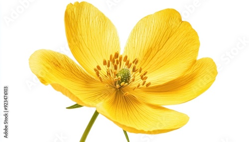 Bright yellow flower with delicate petals showcasing its beauty against a white background