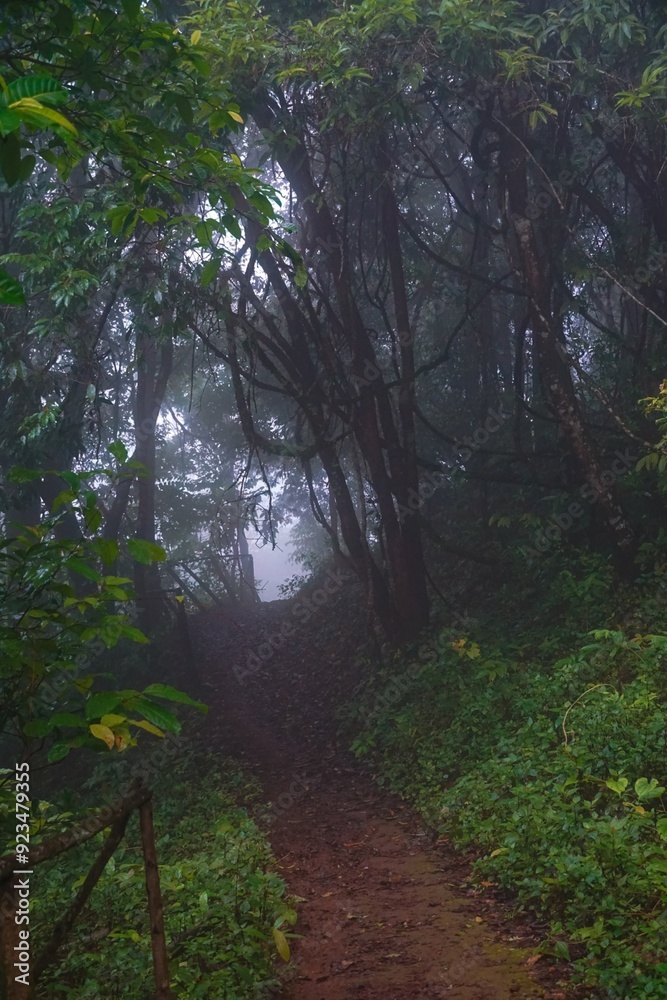 A forest path is shown in the rain, with trees and bushes lining the way A forest path is shown in the rain, with trees and bushes lining the way