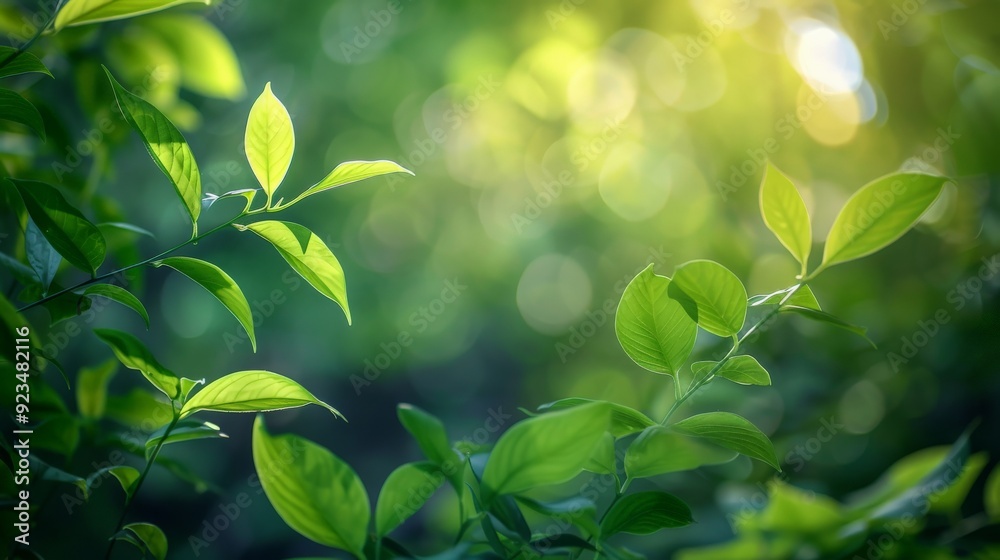Vibrant green foliage appears illuminated by the gentle and warm morning sunlight, creating a serene and tranquil natural scene perfect for nature-themed uses. Vibrant green foliage appears illuminated by the gentle and warm morning sunlight, creating a serene and tranquil natural scene perfect for nature-themed uses.