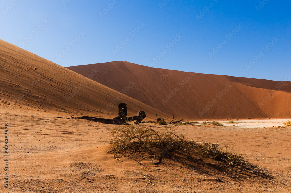 Dornenbusch in der Namib