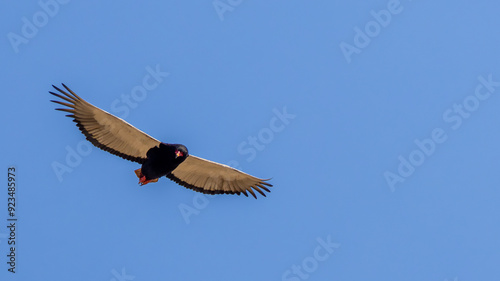 Bateleur (Berghaan) (Terathopius ecaudatus) near Satara in the Kruger National Park, Limpopo, South Africa photo