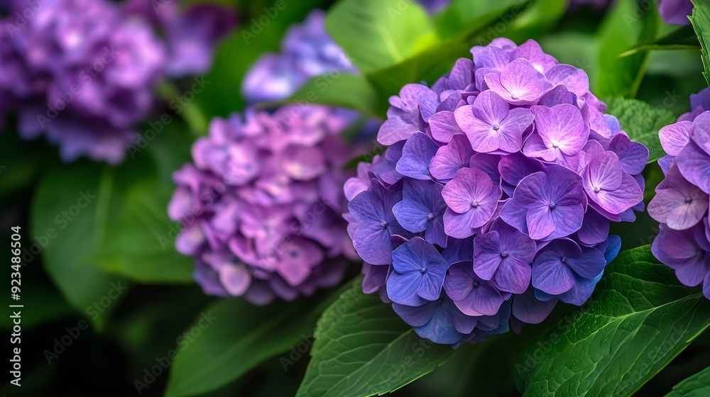 A close-up of purple hydrangea flowers, with vibrant colors and green leaves in the background A close-up of purple hydrangea flowers, with vibrant colors and green leaves in the background