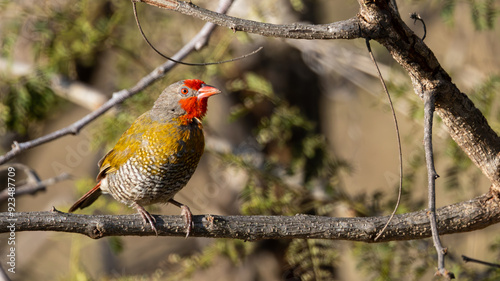 Green-winged Pytilia (Gewone Melba) (Ptylia melba) near Satara in the Kruger National Park, Limpopo, South Africa  photo