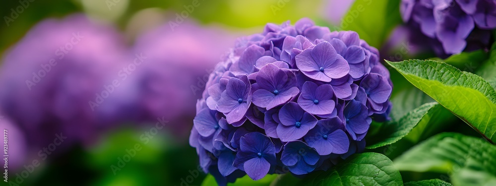 A close-up of purple hydrangea flowers, with vibrant colors and green leaves in the background A close-up of purple hydrangea flowers, with vibrant colors and green leaves in the background