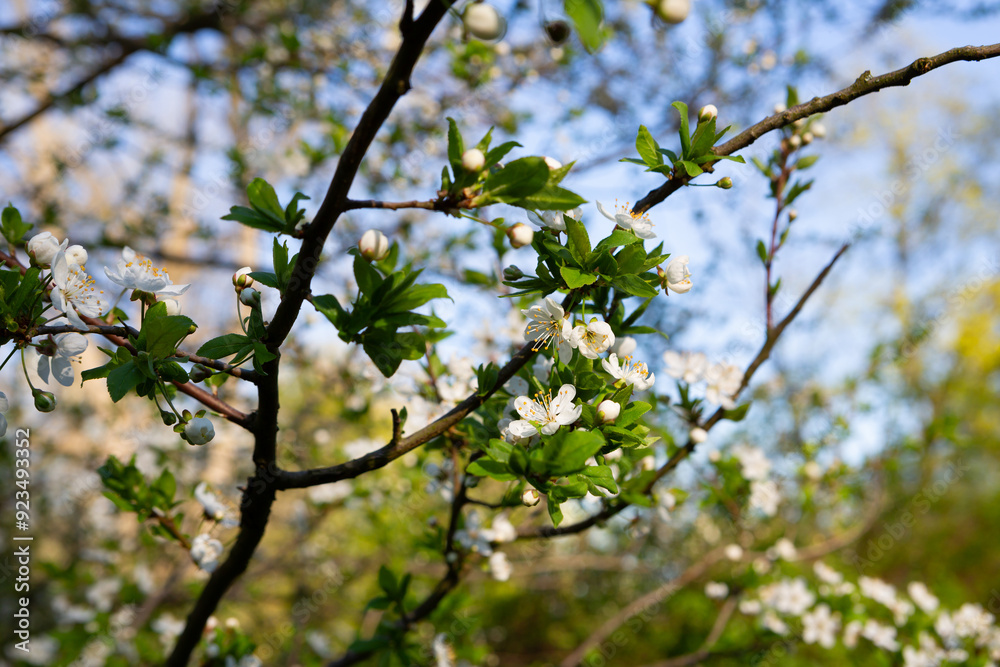 Spring nature background with flowering twigs Spring nature background with flowering twigs
