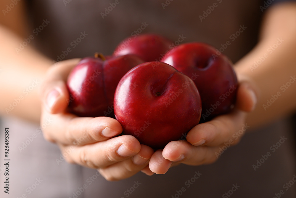 custom made wallpaper toronto digitalRed plum fruit holding by woman hand, Healthy eating