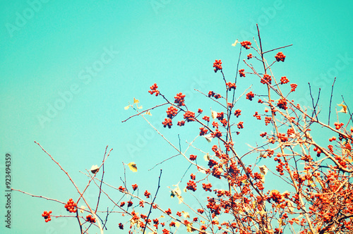 Autumn rowan berry tree against blue sky with free space for text. Autumn background in vintage tones. Autumn nature view of rowan berry tree - autumn background photo