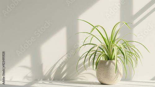 Spider Plant in Modern White Interior - Contemporary House Decoration